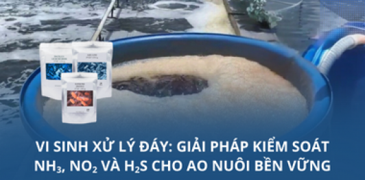 Vi sinh xử lý đáy: Giải pháp kiểm soát NH3, NO2 và H2S cho ao nuôi bền vững